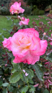 Pink rose gradating from light pink center to darker pink edge (International Rose Test Garden in Portland, OR)