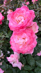 Pink roses gradating from light pink centers to darker pink edges (International Rose Test Garden in Portland, OR)