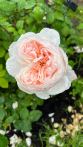 Light peachy pink rose (International Rose Test Garden in Portland, OR)