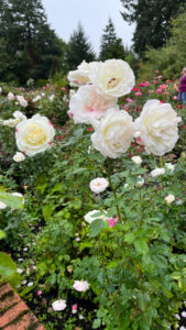 Creamy white roses with some having splashes of pink or dark pink (International Rose Test Garden in Portland, OR)