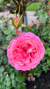 Watermelon pink rose with brighter pink outer petals (International Rose Test Garden in Portland, OR)