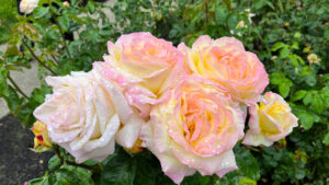 Groups of roses with petals that gradate from white to light yellow to light pink on the edges (International Rose Test Garden in Portland, OR)