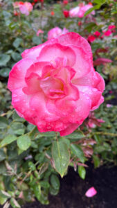 Rose that gradates from pink to hot pink on the edges (International Rose Test Garden in Portland, OR)