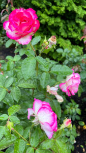 Roses that gradate from white to hot pink on the edges (International Rose Test Garden in Portland, OR)