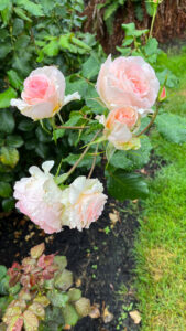 Roses that gradate from light pink to medium-light pink (International Rose Test Garden in Portland, OR)