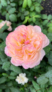 Rose with a light peachy orange with edges with tinges of dark pinks (International Rose Test Garden in Portland, OR)