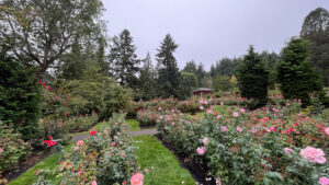 Rows of rose bushes in several colors and patterns surrounded by trees with gazebo in the background (International Rose Test Garden in Portland, OR)