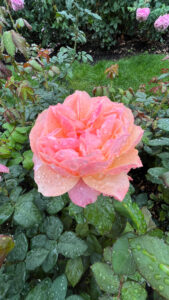 Peach rose that gradates to medium pink on the edges (International Rose Test Garden in Portland, OR)