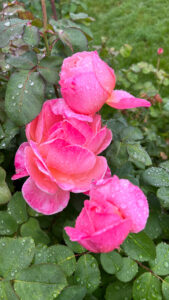 Small cluster of roses that gradate from a pinkish peach to dark pink edges (International Rose Test Garden in Portland, OR)