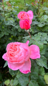 Roses that gradate from a pinkish peach to dark pink edges (International Rose Test Garden in Portland, OR)