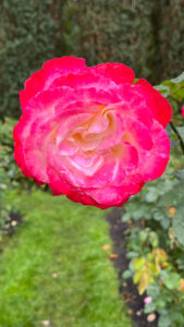 Rose with yellowish center that grades to vibrant pink edges (International Rose Test Garden in Portland, OR)