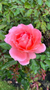 Watermelon pink rose (International Rose Test Garden in Portland, OR)