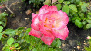 Rose that gradates from white to yellow to bright pink on the edges (International Rose Test Garden in Portland, OR)