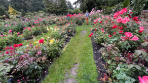 Rows of rose bushes in several colors and patterns (International Rose Test Garden in Portland, OR)