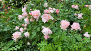 Rose bush with several pink roses (International Rose Test Garden in Portland, OR)