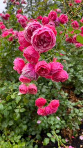 Rose bush with several hot pink roses (International Rose Test Garden in Portland, OR)