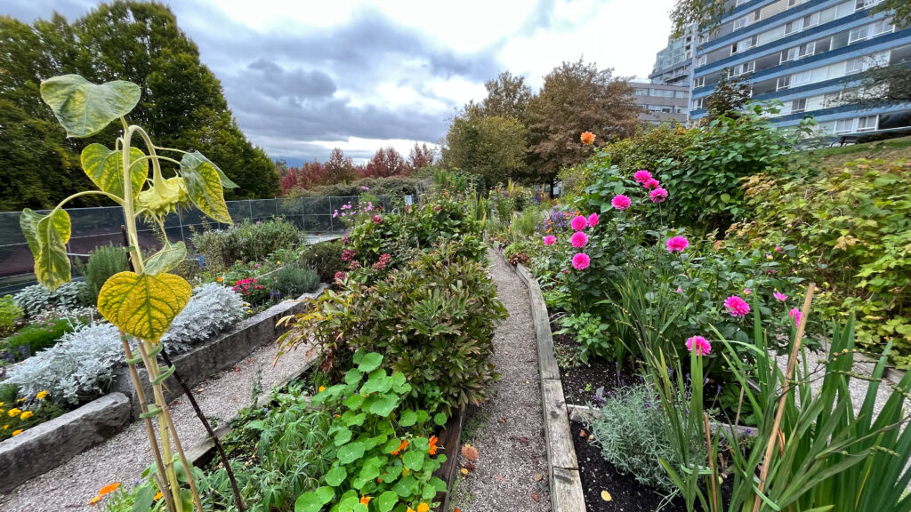 Stanley Park Community Garden (Vancouver, BC, Canada)