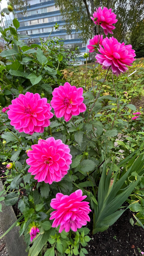 Hot pink flowers in Stanley Park Community Garden (Vancouver, BC, Canada)