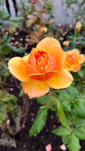 Striking orange and orange-red rose in Stanley Park (Vancouver, BC, Canada)