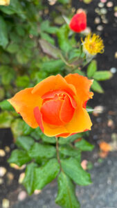 Striking orange and orange-red rose in Stanley Park (Vancouver, BC, Canada)