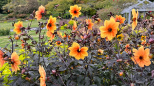 Pretty flowers in Stanley Park (Vancouver, BC, Canada)