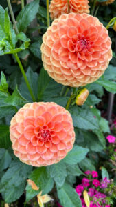 Peachy colored dahlias in Stanley Park (Vancouver, BC, Canada)