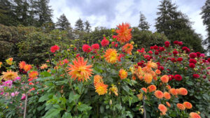 Vibrant flowers at Stanley Park (Vancouver, BC, Canada)