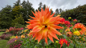 Orange and yellow dahlias at Stanley Park (Vancouver, BC, Canada)