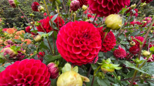 Red dahlias at Stanley Park (Vancouver, BC, Canada)