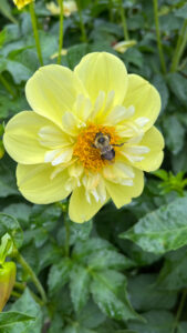 Yellow Bird Dahlia at Stanley Park (Vancouver, BC, Canada)