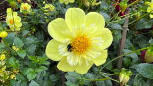 Yellow Bird Dahlia at Stanley Park (Vancouver, BC, Canada)