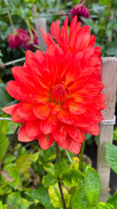 Orange red dahlias at Stanley Park (Vancouver, BC, Canada)