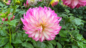 Hot pink and white dahlias at Stanley Park (Vancouver, BC, Canada) rose at Stanley Park (Vancouver, BC, Canada)