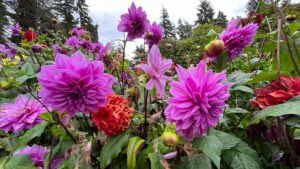 Colorful dahlias at Stanley Park (Vancouver, BC, Canada)