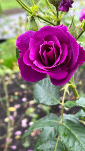 Violet magenta colored rose at Stanley Park (Vancouver, BC, Canada)