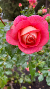 Two-toned fuchsia pink and peach colored rose at Stanley Park (Vancouver, BC, Canada)