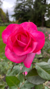 Fuchsia pink rose at Stanley Park (Vancouver, BC, Canada)