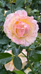 Yellow rose with pink spots at Stanley Park (Vancouver, BC, Canada)