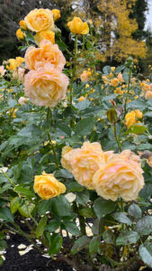 Yellow roses with pink spots at Stanley Park (Vancouver, BC, Canada)