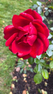 Red rose at Stanley Park (Vancouver, BC, Canada)