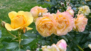 Yellow roses with pink spots at Stanley Park (Vancouver, BC, Canada)