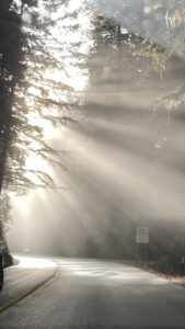 The sunbeams shining through the towering redwoods was an impressive sight (Highway 101 in Del Norte Coast Redwoods State Park, CA)