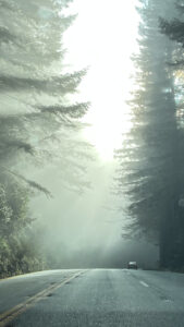 The sunbeams shining through the towering redwoods was an impressive sight (Highway 101 in Del Norte Coast Redwoods State Park,, CA)