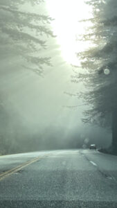 The sunbeams shining through the towering redwoods was an impressive sight (Highway 101 in Del Norte Coast Redwoods State Park,, CA)