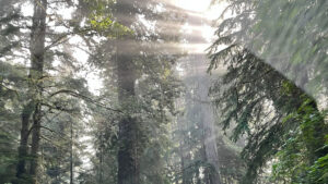 The sunbeams shining through the towering redwoods created breathtaking sights as we drove the Newton B. Drury Scenic Parkway (in Prairie Creek Redwoods State Park in Redwood National Park, CA)