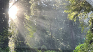 The sunbeams shining through the towering redwoods created breathtaking sights as we drove the Newton B. Drury Scenic Parkway in Prairie Creek Redwoods State Park in Redwood National Park, CA