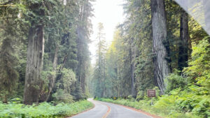 The winding Newton B. Drury Scenic Parkway (in Prairie Creek Redwoods State Park in Redwood National Park, CA)