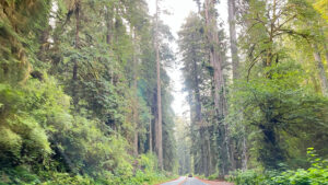 The winding Newton B. Drury Scenic Parkway (in Prairie Creek Redwoods State Park in Redwood National Park, CA)