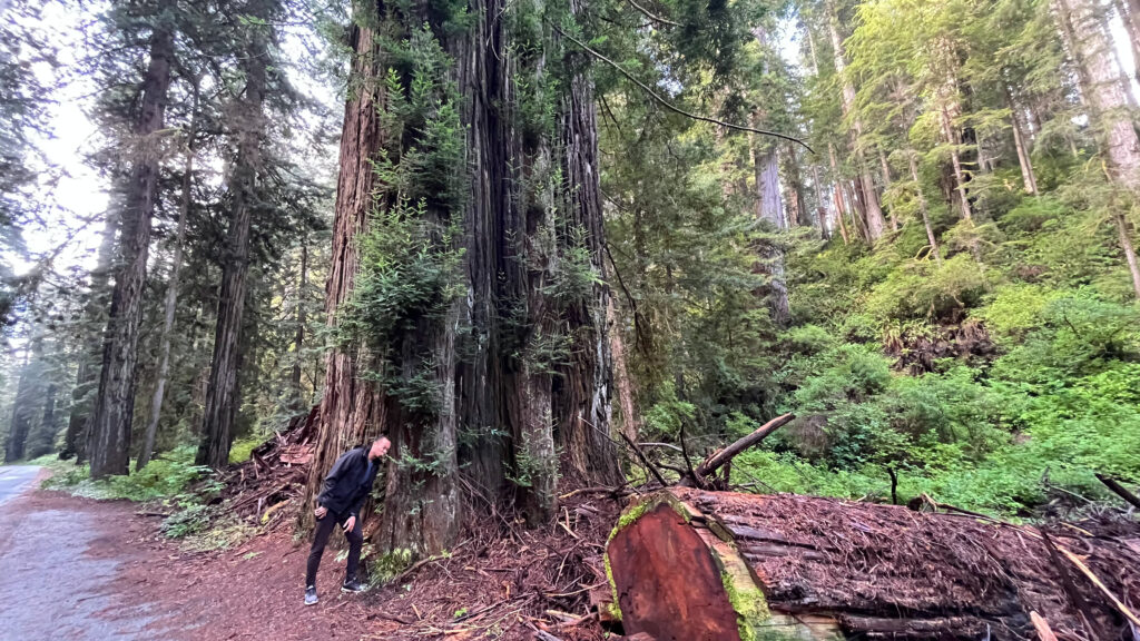 At this pullover on the Newton B. Drury Scenic Parkway my husband took time to stop and smell the redwoods (Prairie Creek Redwoods State Park in Redwood National Park)