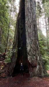 Me looking and feeling so puny as I stood inside the gaping hollow of the grand redwood (Easy walking trail off of the Newton B Drury Pkwy in Prairie Creek Redwoods State Park in Redwood National Park)